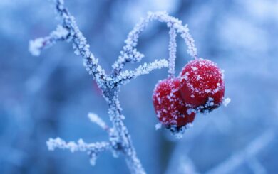 Морозы усилятся: на новогодние праздники температура опустится до -16°
