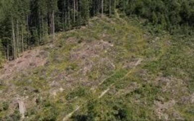 Незаконні вирубки на Прикарпатті: збитки сягають сотень мільйонів