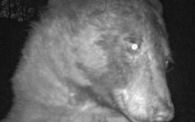 Медведь нашел фотокамеру и сделал 400 селфи за одну ночь