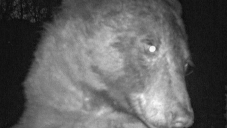 Медведь нашел фотокамеру и сделал 400 селфи за одну ночь