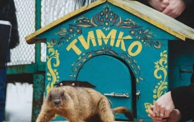 Шесть недель до тепла? Сурок Тимко удивил прогнозом