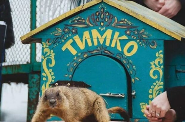 Шість тижнів до тепла? Бабак Тимко здивував прогнозом