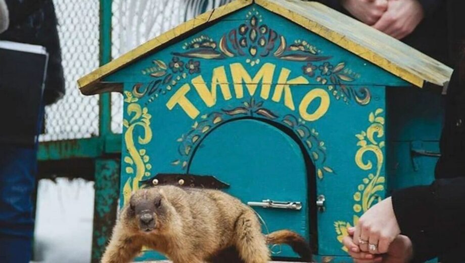 Шесть недель до тепла? Сурок Тимко удивил прогнозом