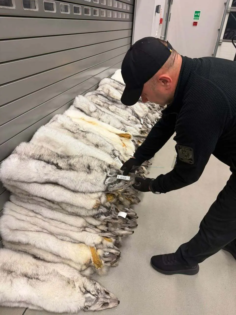 На Львівщині вилучили 120 шкурок песця на кордоні з Польщею