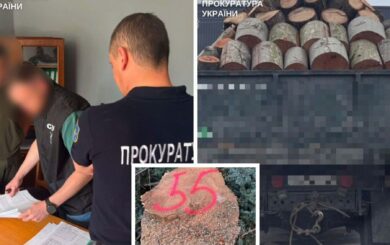 Масштабные незаконные рубки в Украине: разоблачены схемы более чем на 248 млн грн убытков
