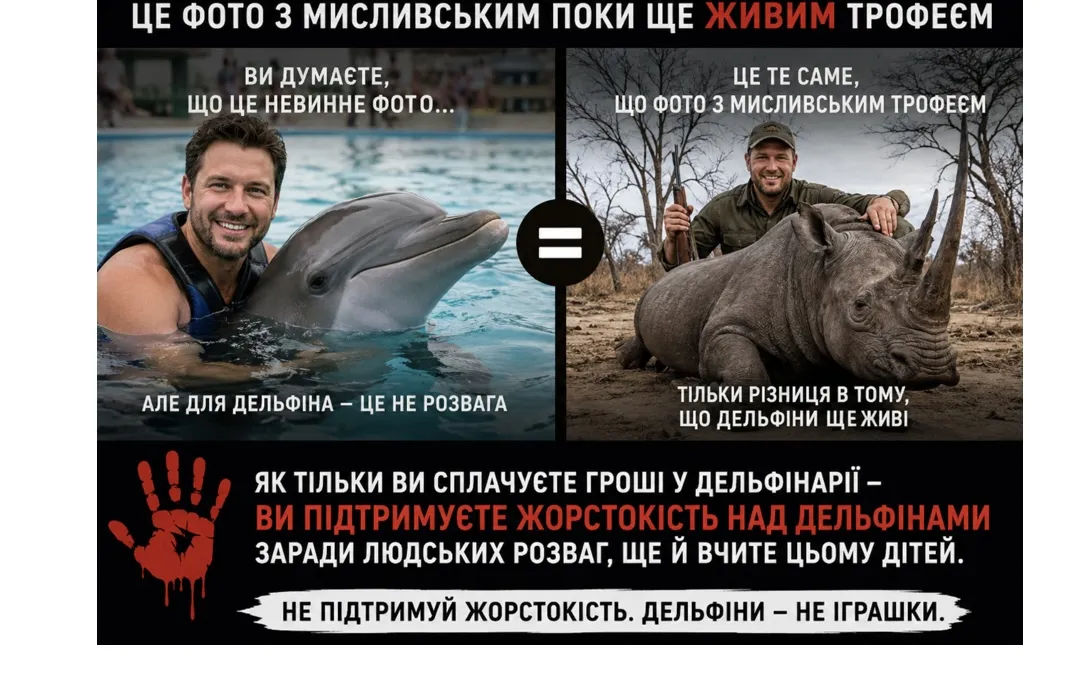 Дельфины, аутизм и большие деньги