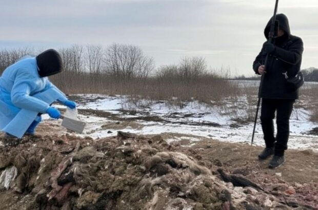 На Буковине мясоперерабатывающее предприятие превратило почти пол гектара земли в свалку биоотходов.