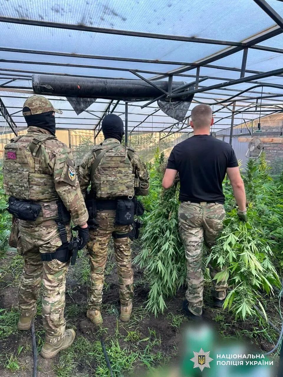 Нацполиция ликвидировала почти 30 тысяч кустов конопли и мака во время спецоперации ''Джентльмены''