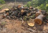 На Київщині викрили незаконну вирубку дерев: справою зайнялася поліція