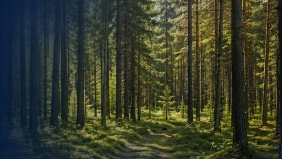 В Киевской области государству вернули 385 га леса: суд отменил решение сельсовета