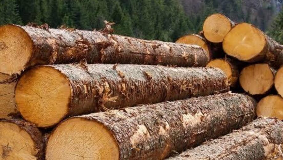 ”Ліси України” під прицілом: журналісти заявили про мільярдні виплати сумнівним підрядникам