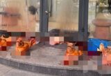 У центрі Києва невідомі підкинули туші свиней до салону краси: поліція відкрила справу