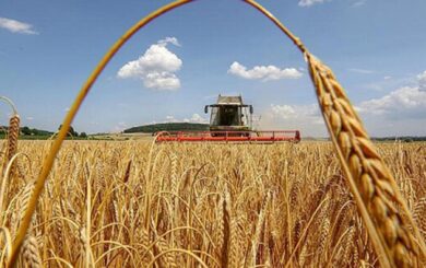 Чи буде Україна з хлібом: аграрії розпочали жнива та назвали перші результати