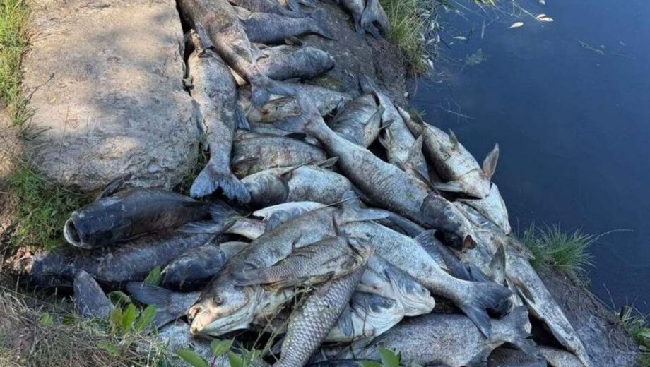Під Києвом масово гине риба: у водоймах Борщагівської громади виявили близько 3 тонн загиблої риби