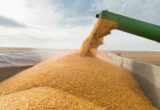Експорт української агропродукції рухнув майже наполовину: зернові просіли на 69,5%