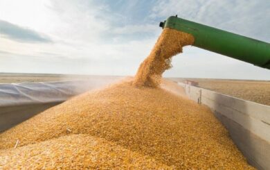 Експорт української агропродукції рухнув майже наполовину: зернові просіли на 69,5%