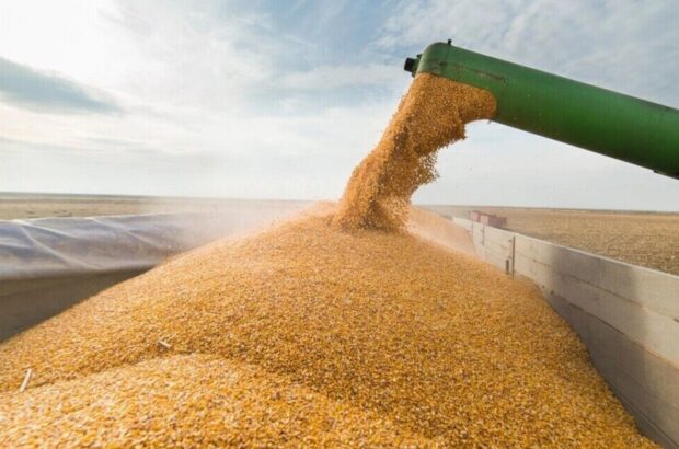 Экспорт украинской агропродукции рухнул почти наполовину: зерновые просели на 69,5%