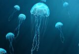 Нашествие медуз парализовало три реактора французской АЭС