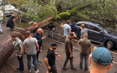 На Караваевых Дачах упало дерево-»легенда»: поврежден авто