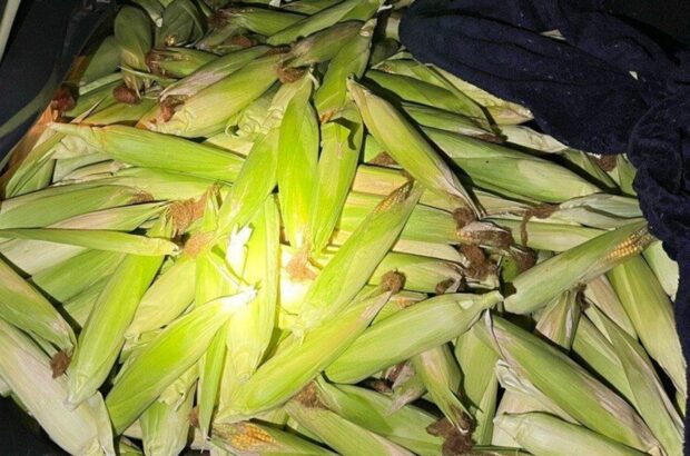 Українці в Німеччині поцупили з поля 300 кг кукурудзи: двох жінок затримали