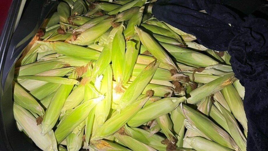 Українці в Німеччині поцупили з поля 300 кг кукурудзи: двох жінок затримали