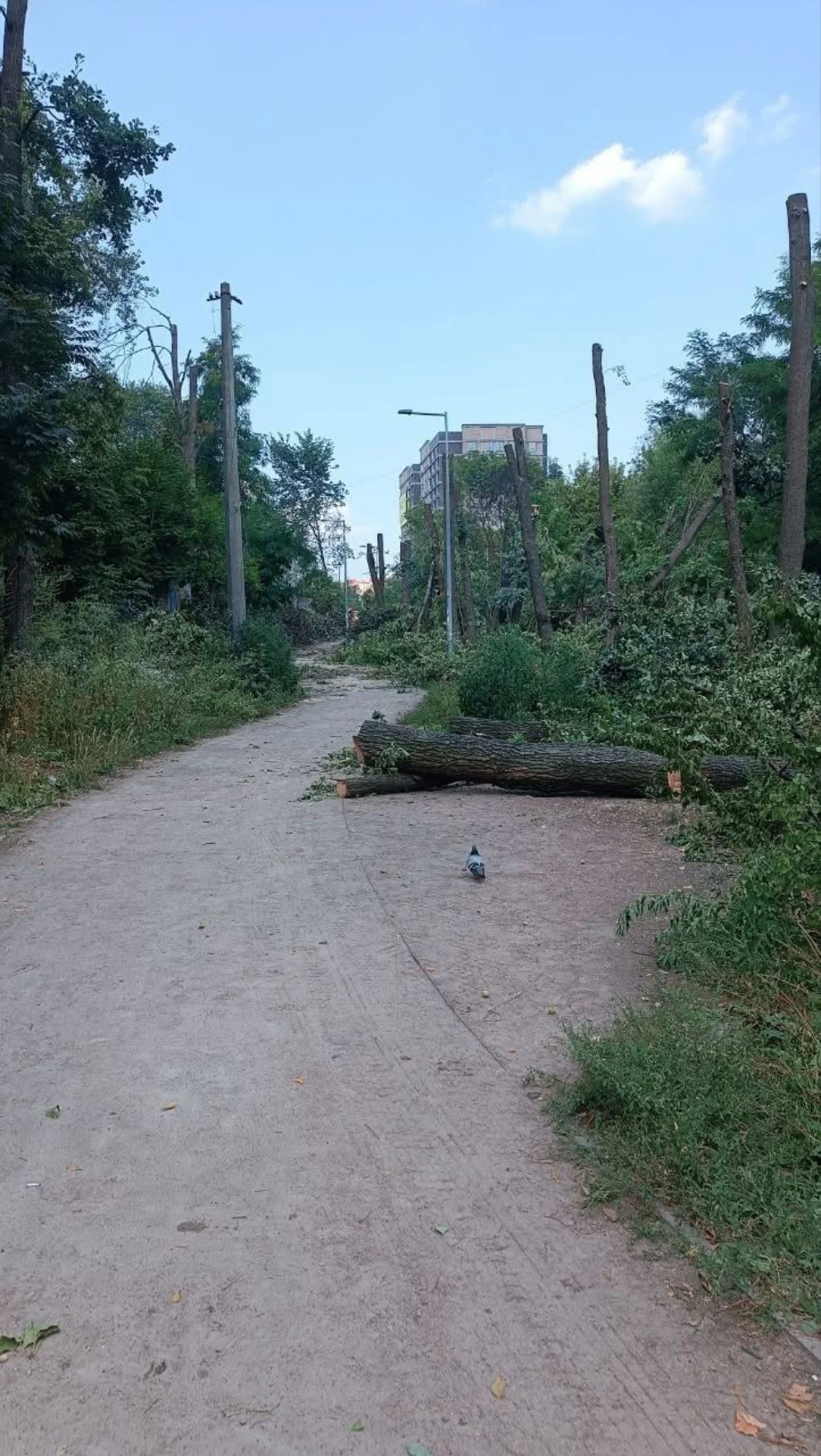 Що відбувається у зеленій зоні на столичних Теремках?