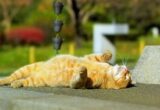 Спека понад +40 не проходить: де затримається аномальна температура