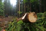 На Прикарпатті прокуратура посилила захист лісів: сума позовів за 4 місяці перевищила 393 млн грн