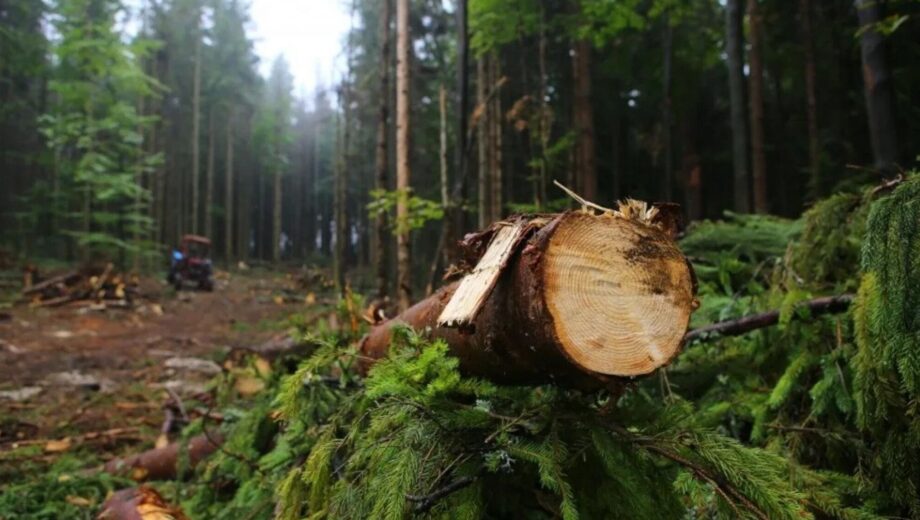 На Прикарпатті прокуратура посилила захист лісів: сума позовів за 4 місяці перевищила 393 млн грн