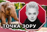 Слониха Венді в Одеському зоопарку: чому так завзято взялися за неї?