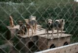 Голод і хвороби: на Вінниччині правоохоронці та UAnimals забрали 14 собак із приватного притулку