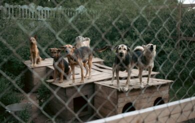 Голод і хвороби: на Вінниччині правоохоронці та UAnimals забрали 14 собак із приватного притулку