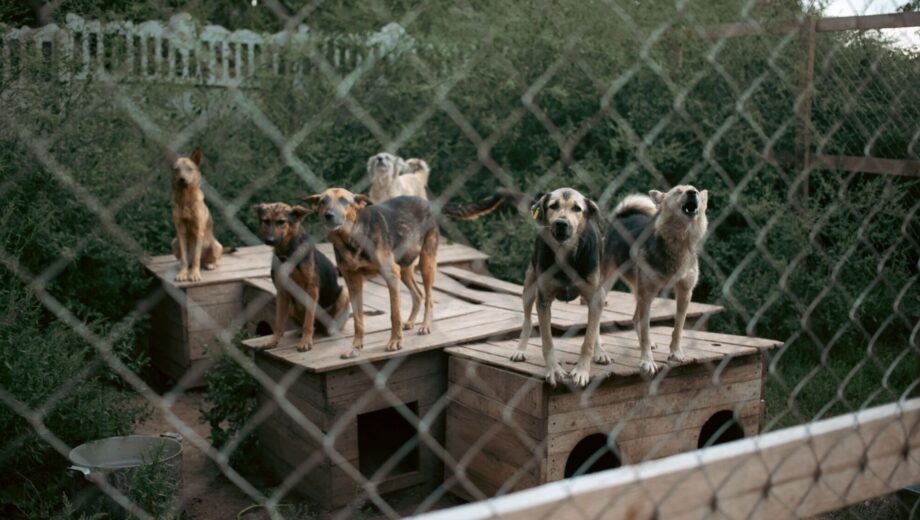 Голод і хвороби: на Вінниччині правоохоронці та UAnimals забрали 14 собак із приватного притулку