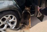 Амур винюхав схованку: на Закарпатті митники знайшли в BMW X6 понад 1600 пачок сигарет