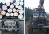 Вырубили более 600 деревьев в заказнике на Буковине: ДБР передало дело в суд