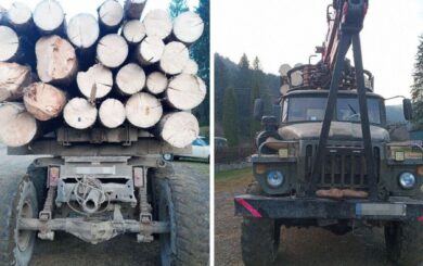 Вырубили более 600 деревьев в заказнике на Буковине: ДБР передало дело в суд