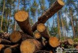 На Тернопільщині через незаконні рубки дерев завдано понад 4,5 млн грн збитків: посадовцю оголосили підозру