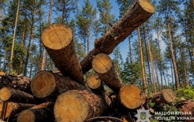 На Тернопільщині через незаконні рубки дерев завдано понад 4,5 млн грн збитків: посадовцю оголосили підозру