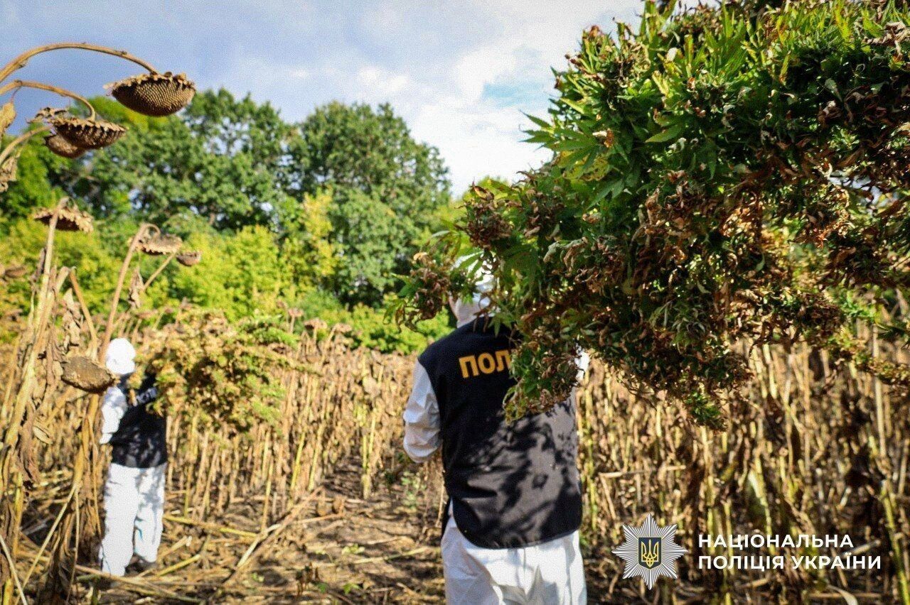 Понад тонна канабісу та майже 57 тисяч кущів конопель