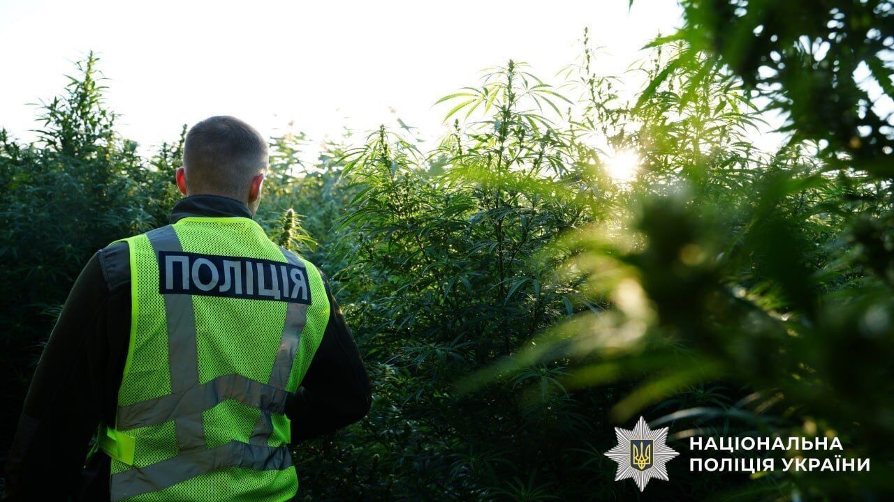 Понад тонна канабісу та майже 57 тисяч кущів конопель