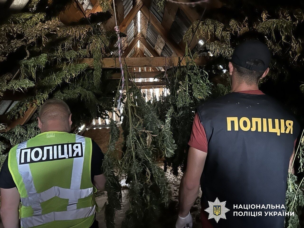 Понад тонна канабісу та майже 57 тисяч кущів конопель
