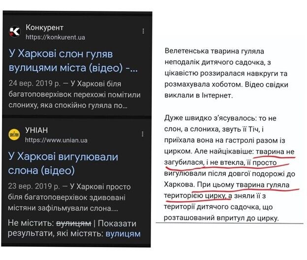 Слониха Венді в Одеському зоопарку: чому так завзято взялися за неї?  