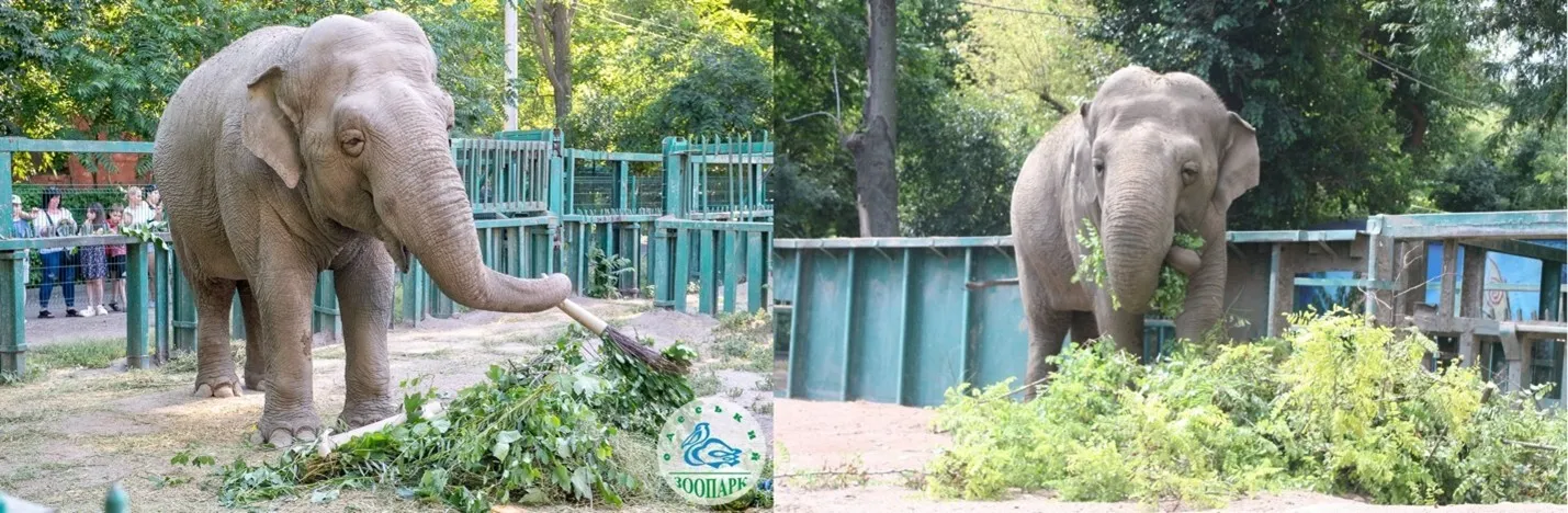 Слониха Венді в Одеському зоопарку: чому так завзято взялися за неї?  