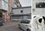 Пропала вместе с будкой: в Ровно ищут 14-летнюю дворовую собаку Жульку
