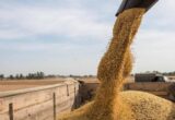 Украина просит ЕС помочь с экспортом зерна, но Польша и Румыния говорят: возможности исчерпаны