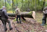 На Волині під виглядом санітарних рубок знищили 162 здорові дерева: лісничому оголосили підозру