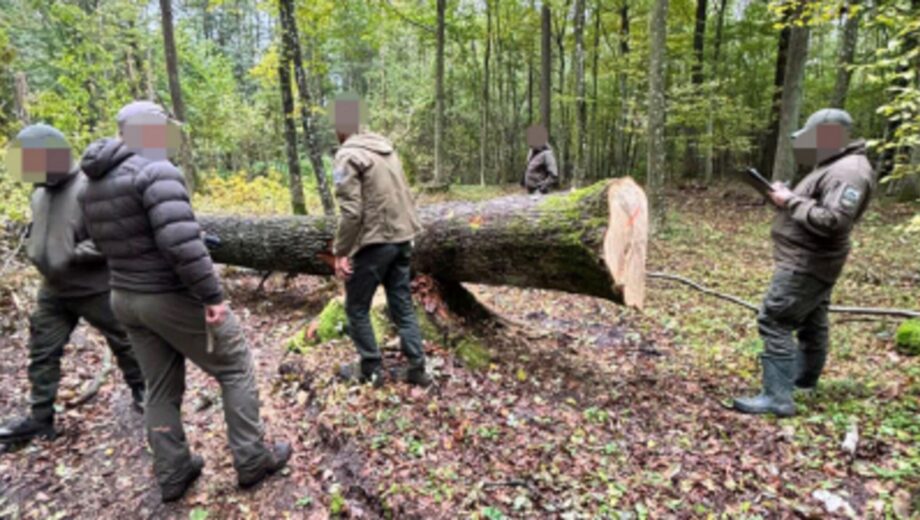 На Волині під виглядом санітарних рубок знищили 162 здорові дерева: лісничому оголосили підозру