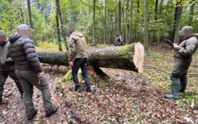 На Волыни под видом санитарных рубок уничтожили 162 здоровых дерева: лесничему объявили подозрение