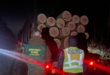 Тіньовий продаж деревини на 8,6 млн грн: до суду передали справу 13 обвинувачених